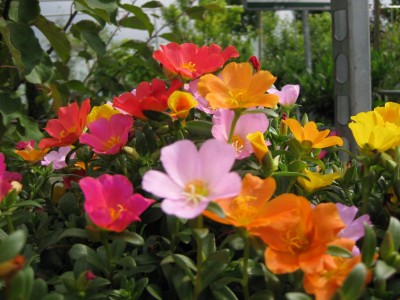 Portulakröschen im Gartencenter_4240.jpg