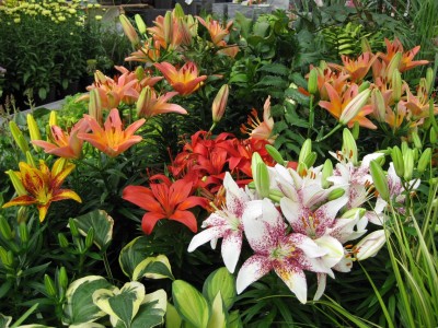 Lilien im Gartencenter_4233.jpg