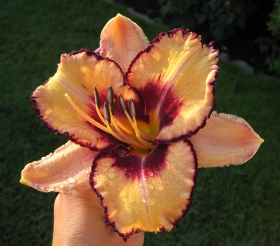 Hemerocallis Cobald Dawn_4470.jpg