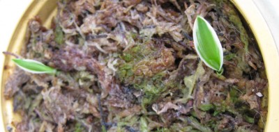 Vogelblume_4542.jpg
