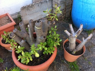 Geldbaum Rückschnitt.JPG