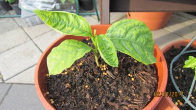 Passiflora quadrangularis.jpg