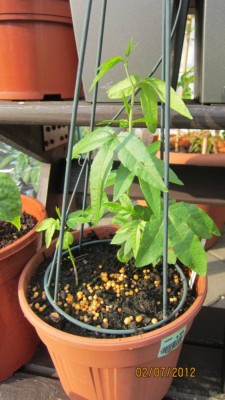 Passiflora molissima.jpg