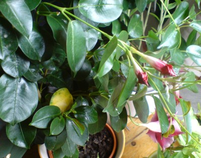 Dipladenia gelbe + klebrige Blätter · Pflanzenkrankheiten