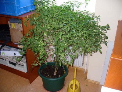 berwinterte Chili ganz.jpg