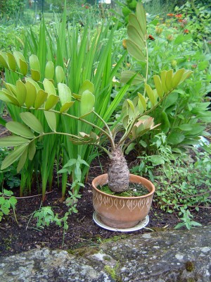 Zamia.jpg