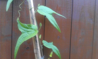 capsularis 4 Blüten.jpg