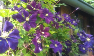 clematis groß.jpg