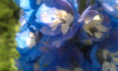 Rittersporn einzelne Blüte.jpg