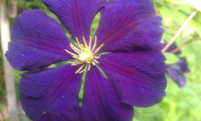 clematis.jpg