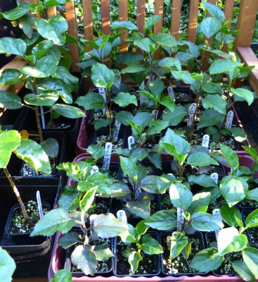 sämlinge 08072012.jpg