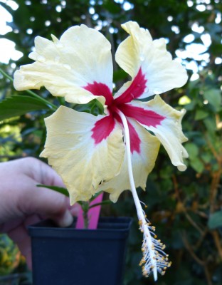 sylvia Goodmann verkl        .jpg