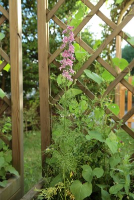 IMG_22865_web.JPG