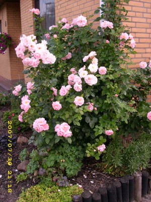 Nochmals der Rosenbusch.JPG