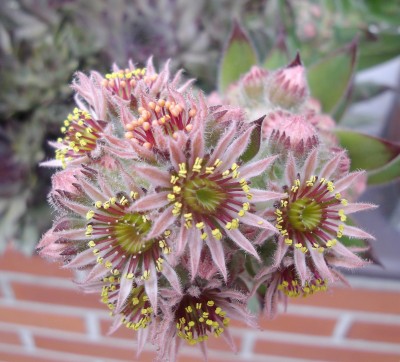 Sempervivum-Blüte.jpg