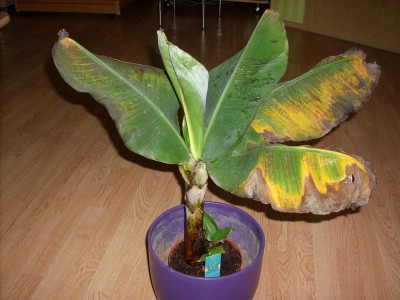 Banane2.JPG