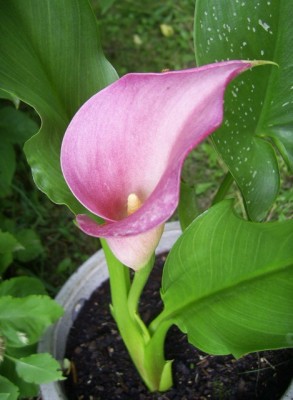 PIC_0041 (469x640).jpg