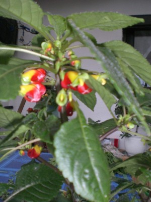 CIMG0399.JPG