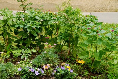 dsc_9103_Beet_201207.jpg