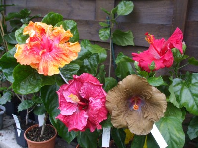 Hibiskus 2012 065.jpg