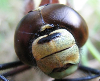 Libelle.jpg