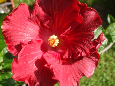 Hibiskus 2012 056.jpg