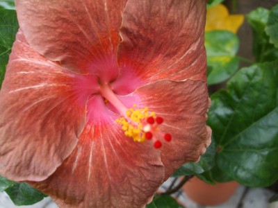 Hibiskus 2012 049.jpg