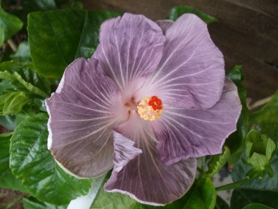 Hibiskus 2012 047.jpg