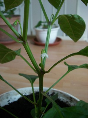 Chili10_09_07_2012.JPG