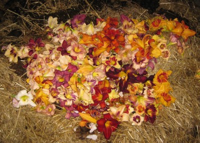 Taglilienblüten_4621.jpg