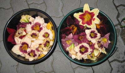 Taglilienblüten im Eimer_4696.jpg