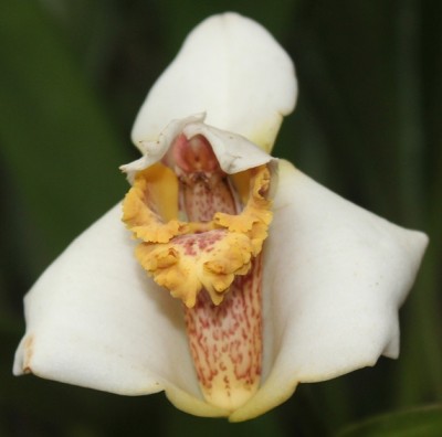 Maxillaria lehmannii, Orchideen (Mindo), IMG_2447.JPG