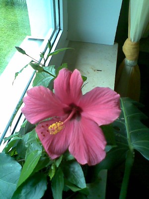 Hibiscus.jpg