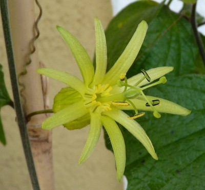 Passiflora citrina.jpg