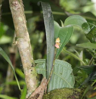 33. Orchidee von Mindo, IMG_2360.JPG