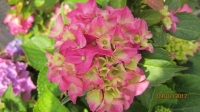 Hortensie-2.jpg