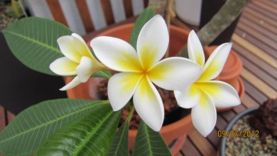 Lueang Sakon- Blüte-2.jpg