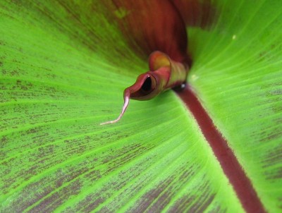 Green 6 086.jpg