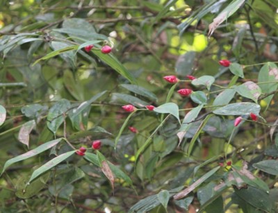 226. Baum, IMG_2052.JPG