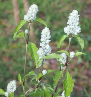 239. Pflanze, IMG_3535.JPG