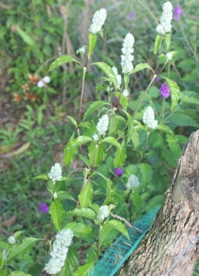 239. Pflanze, IMG_3537.JPG