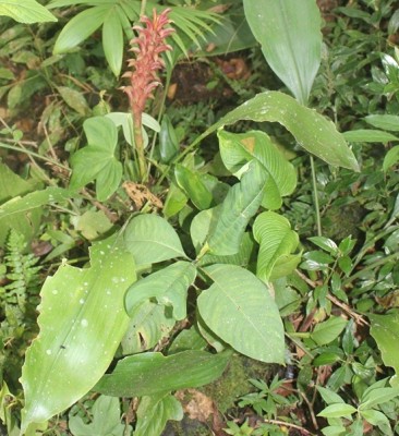 249. Pflanze, IMG_2334.JPG