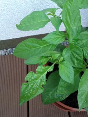 Chili.jpg