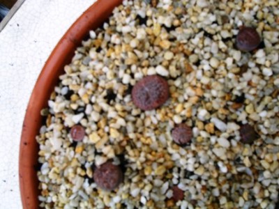 PICT0005.JPG