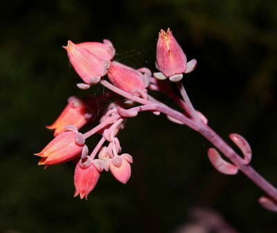 Echeveria amoena 2009-36 (5a).jpg