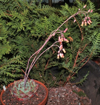 Echeveria colorata 1997-2 (7a).jpg