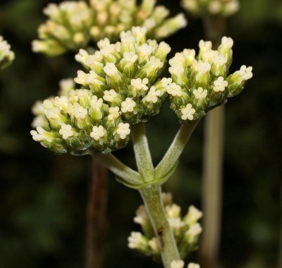 Crassula atropurpurea var. anomala (1a).jpg