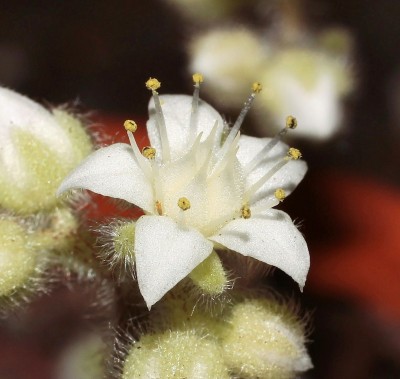 Sedum 2010-307 (2).jpg