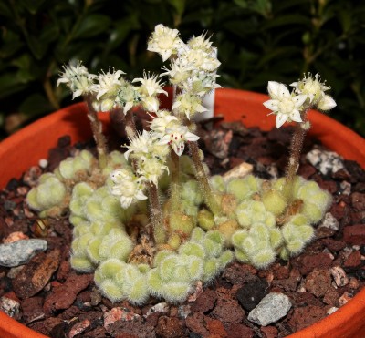 Sedum 2010-307 (3a).jpg