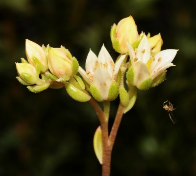 Sedeveria ´Letizia´ 2009-185 (6a).jpg